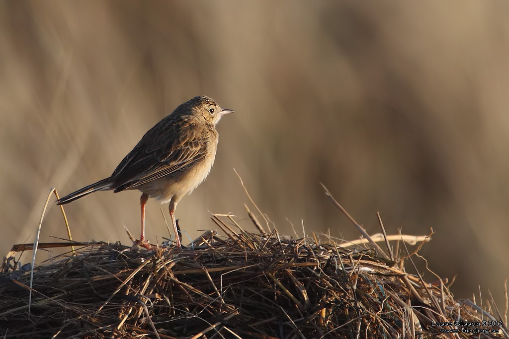 STÖRRE PIPLÄRKA / RICHARD'S PIPIT (Anthus richardi) - Stäng / Close