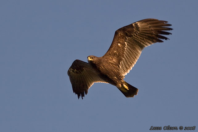 STRRE SKRIKRN / GREATER SPOTTED EAGLE (Clanga clanga) - stor bild / full size