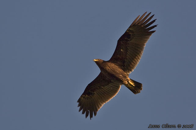 STRRE SKRIKRN / GREATER SPOTTED EAGLE (Clanga clanga) - stor bild / full size