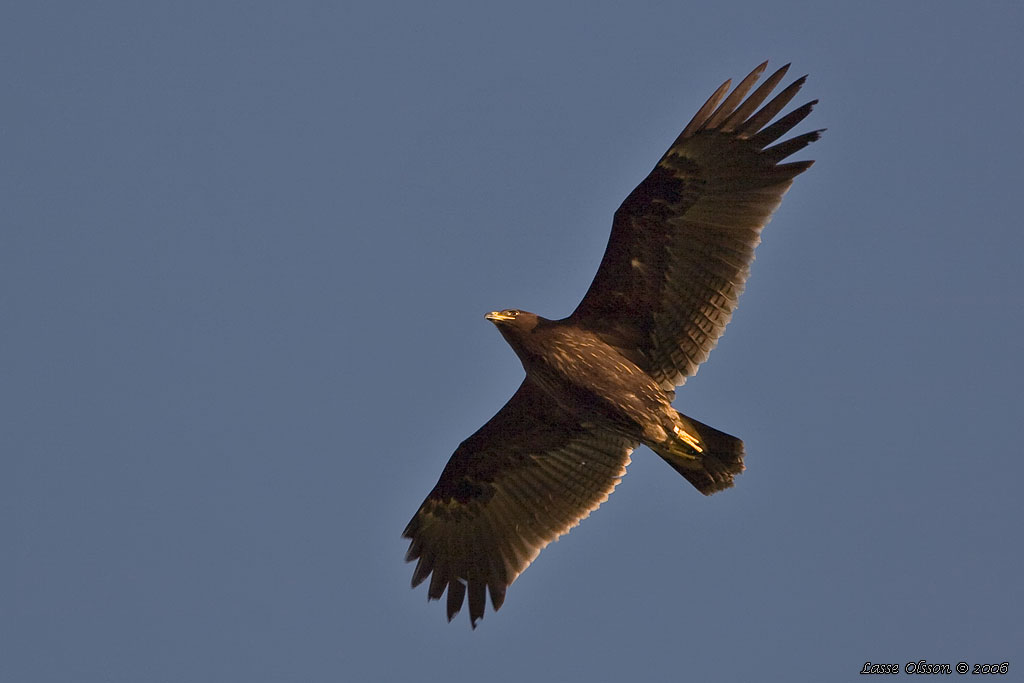 STRRE SKRIKRN / GREATER SPOTTED EAGLE (Clanga clanga) - Stng / Close