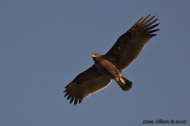 STRRE SKRIKRN / GREATER SPOTTED EAGLE (Clanga clanga) - stor bild / full size