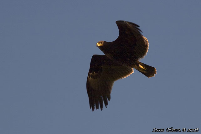 STRRE SKRIKRN / GREATER SPOTTED EAGLE (Clanga clanga) - stor bild / full size