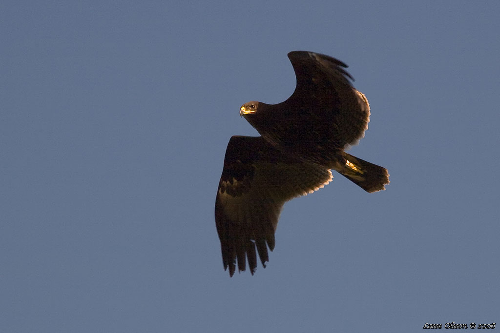 STRRE SKRIKRN / GREATER SPOTTED EAGLE (Clanga clanga) - Stng / Close