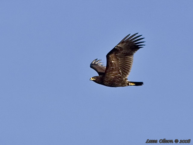 STRRE SKRIKRN / GREATER SPOTTED EAGLE (Clanga clanga)