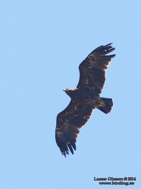 STÖRRE SKRIKÖRN / GREATER SPOTTED EAGLE (Clanga clanga) - stor bild / full size