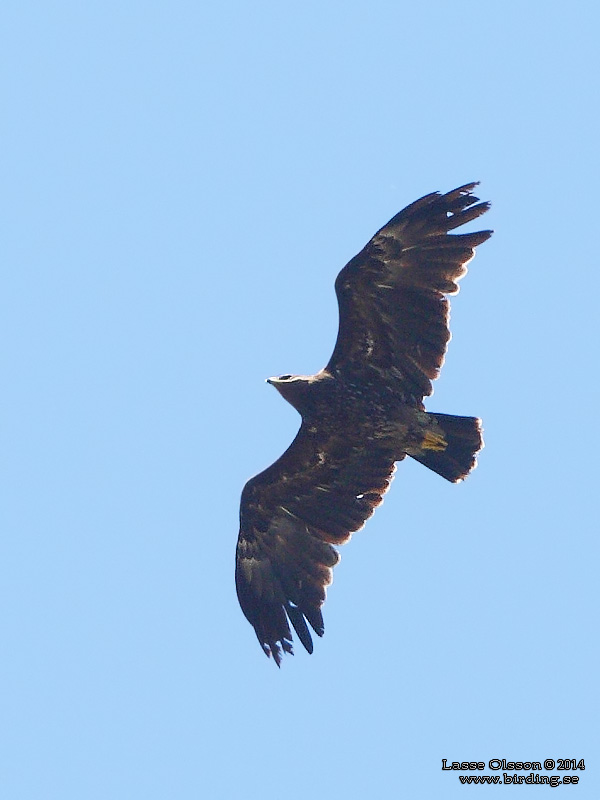 STRRE SKRIKRN / GREATER SPOTTED EAGLE (Clanga clanga) - Stng / Close