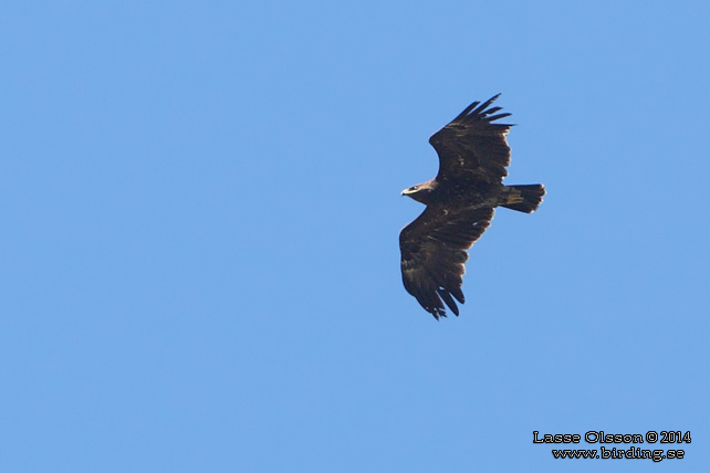 STÖRRE SKRIKÖRN / GREATER SPOTTED EAGLE (Clanga clanga) - stor bild / full size