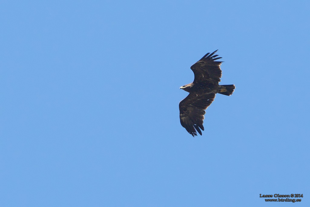 STRRE SKRIKRN / GREATER SPOTTED EAGLE (Clanga clanga) - Stng / Close