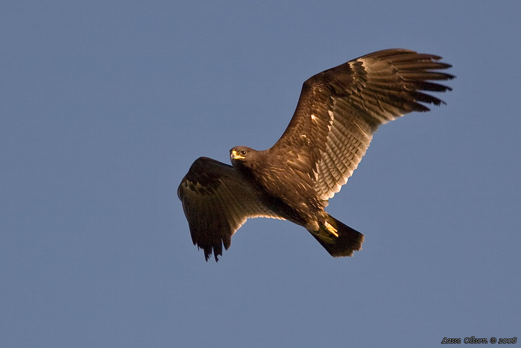 STRRE SKRIKRN / GREATER SPOTTED EAGLE (Clanga clanga) - Stng / Close