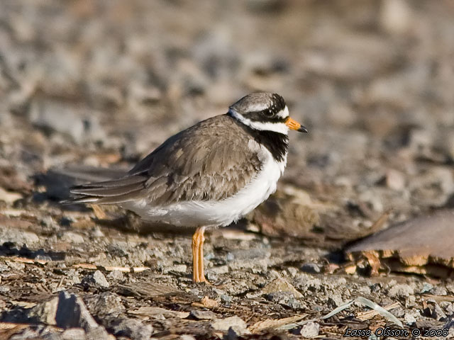 STRRE STRANDPIPARE / COMMON RINGED PLOVER (Charadrius hiaticula)