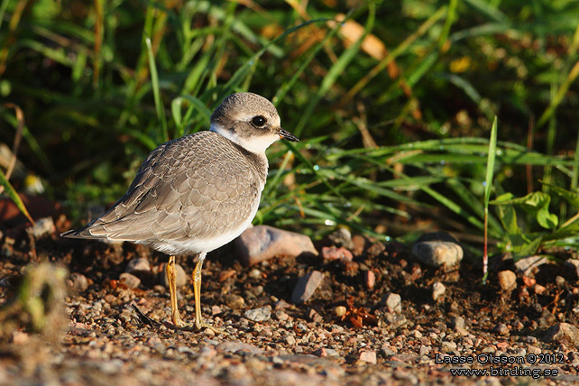 STÖRRE STRANDPIPARE / COMMON RINGED PLOVER (Charadrius hiaticula) - stor bild / full size