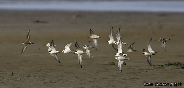 STRRE STRANDPIPARE / COMMON RINGED PLOVER (Charadrius hiaticula) - stor bild / full size