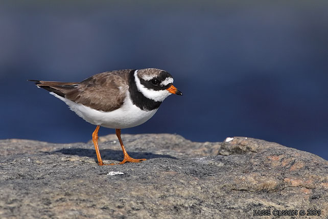 STRRE STRANDPIPARE / COMMON RINGED PLOVER (Charadrius hiaticula) - stor bild / full size