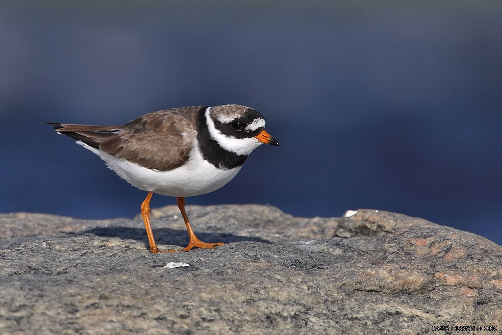 STRRE STRANDPIPARE / COMMON RINGED PLOVER (Charadrius hiaticula) - Stng / Close