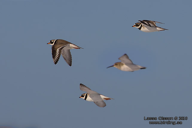 STRRE STRANDPIPARE / COMMON RINGED PLOVER (Charadrius hiaticula) - stor bild / full size