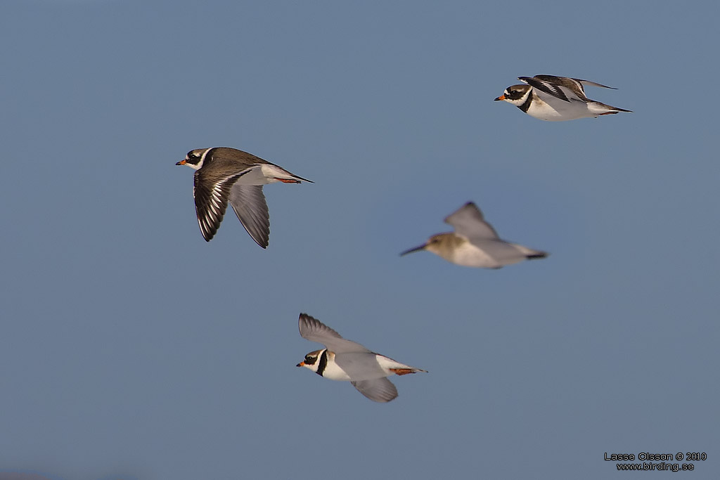 STRRE STRANDPIPARE / COMMON RINGED PLOVER (Charadrius hiaticula) - Stng / Close