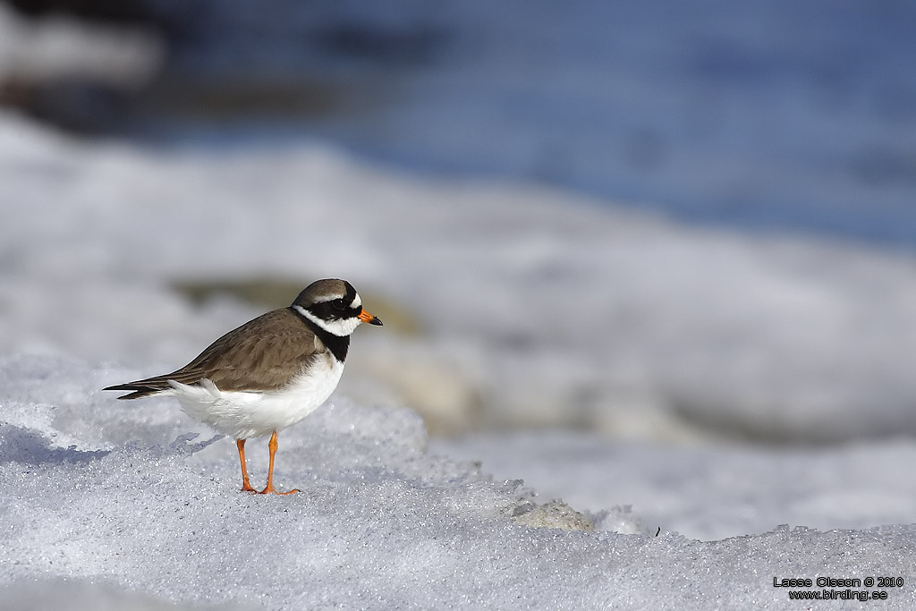 STRRE STRANDPIPARE / COMMON RINGED PLOVER (Charadrius hiaticula) - Stng / Close