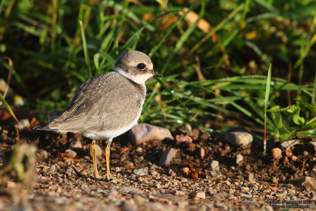 STRRE STRANDPIPARE / COMMON RINGED PLOVER (Charadrius hiaticula) - Stng / Close