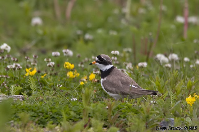 STRRE STRANDPIPARE / COMMON RINGED PLOVER (Charadrius hiaticula) - stor bild / full size