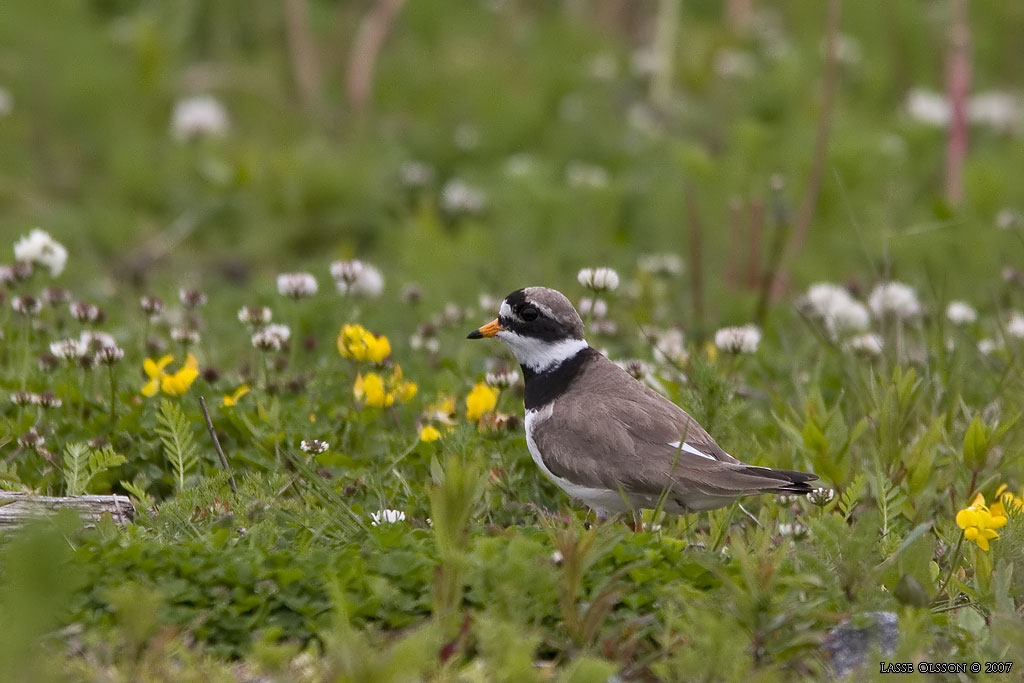 STRRE STRANDPIPARE / COMMON RINGED PLOVER (Charadrius hiaticula) - Stng / Close