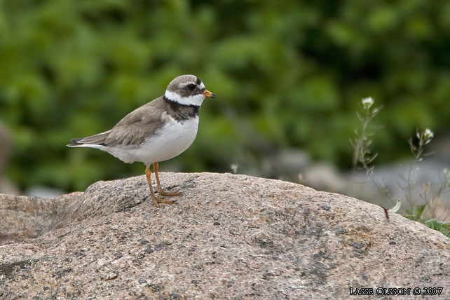 STRRE STRANDPIPARE / COMMON RINGED PLOVER (Charadrius hiaticula) - stor bild / full size