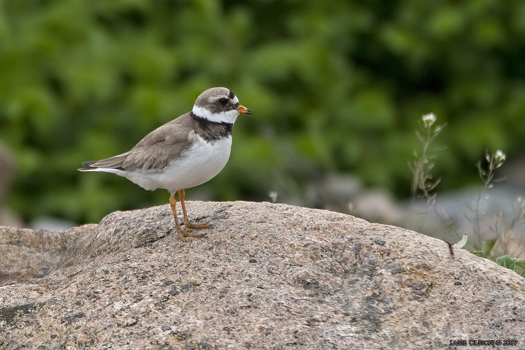 STRRE STRANDPIPARE / COMMON RINGED PLOVER (Charadrius hiaticula) - Stng / Close