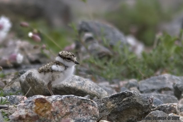 STRRE STRANDPIPARE / COMMON RINGED PLOVER (Charadrius hiaticula) - stor bild / full size