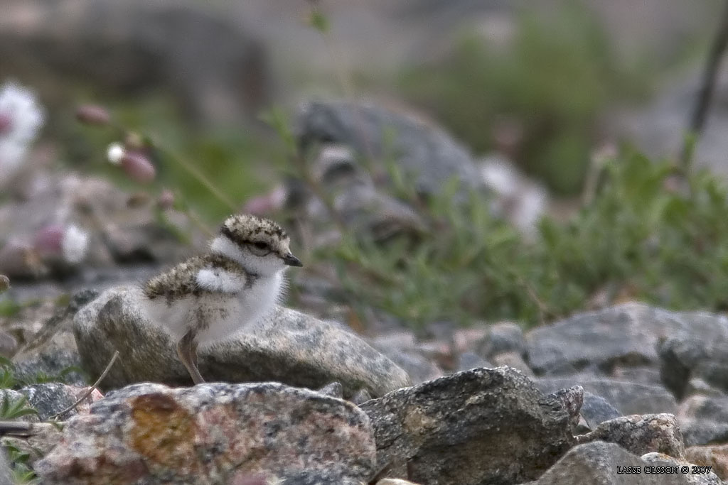 STRRE STRANDPIPARE / COMMON RINGED PLOVER (Charadrius hiaticula) - Stng / Close