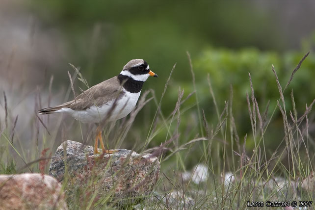 STRRE STRANDPIPARE / COMMON RINGED PLOVER (Charadrius hiaticula) - stor bild / full size