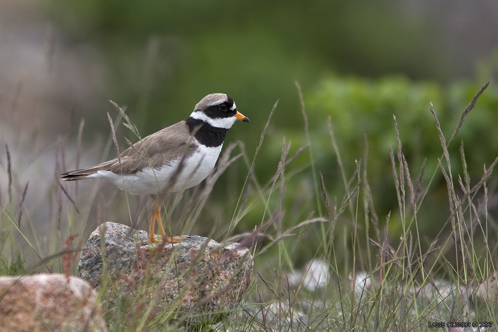 STRRE STRANDPIPARE / COMMON RINGED PLOVER (Charadrius hiaticula) - Stng / Close