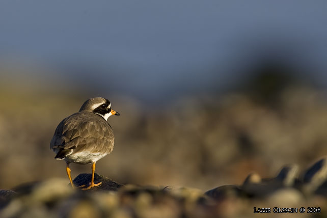 STRRE STRANDPIPARE / COMMON RINGED PLOVER (Charadrius hiaticula) - stor bild / full size