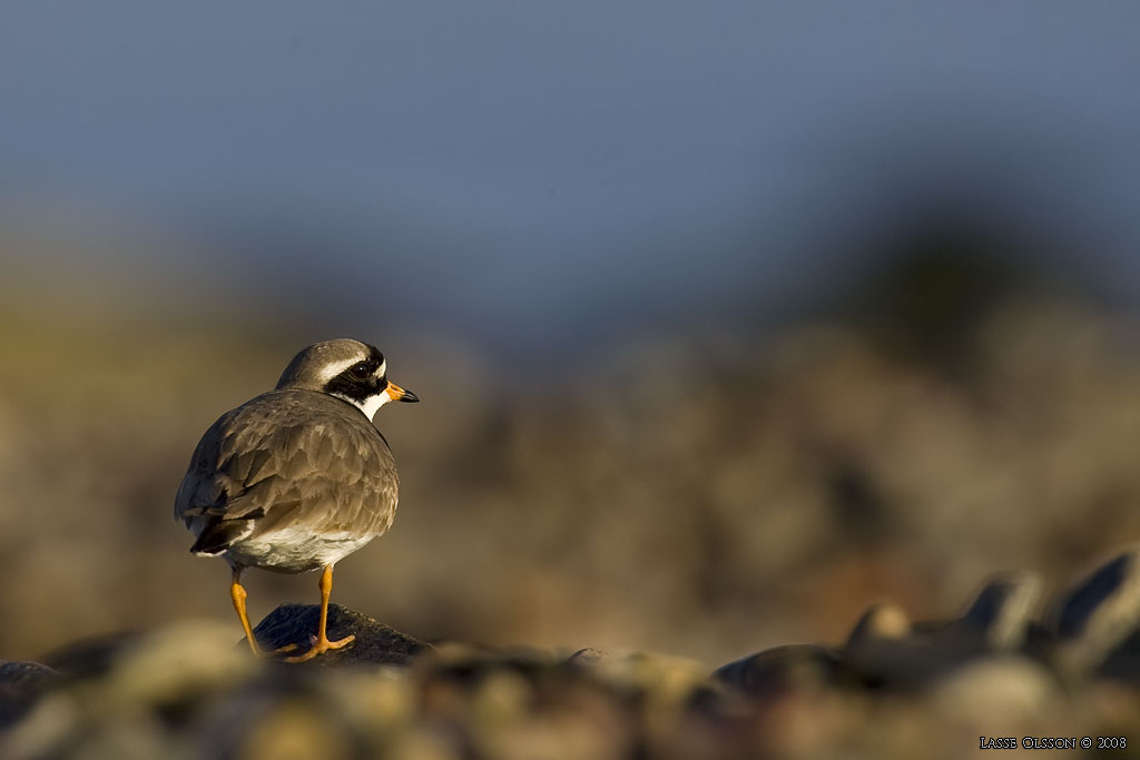 STRRE STRANDPIPARE / COMMON RINGED PLOVER (Charadrius hiaticula) - Stng / Close