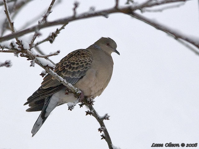 STRRE TURTURDUVA / RUFOUS TURTLE DOVE (Streptopelia orientalis)