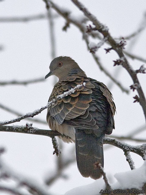 STRRE TURTURDUVA / RUFOUS TURTLE DOVE (Streptopelia orientalis)