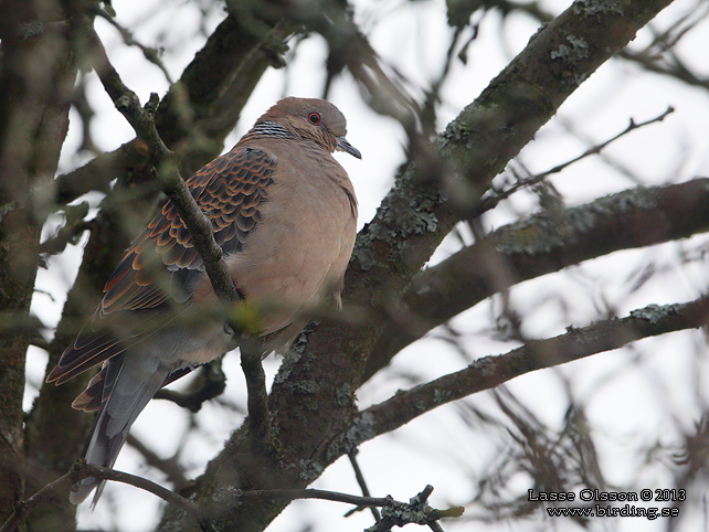 STÖRRE TURTURDUVA / RUFOUS TURTLE DOVE (Streptopelia orientalis) - STOR BILD / FULL SIZE