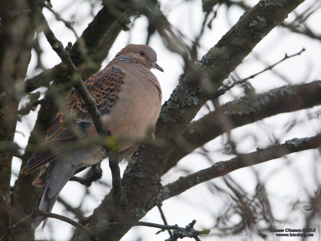 STÖRRE TURTURDUVA / RUFOUS TURTLE DOVE (Streptopelia orientalis) - Stäng / Close