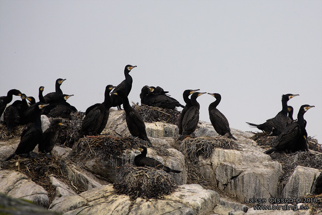 STORSKARV / GREAT CORMORANT (Phalacrocorax carbo) - stor bild / full size