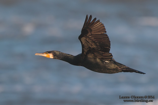 STORSKARV / GREAT CORMORANT (Phalacrocorax carbo) - stor bild / full size