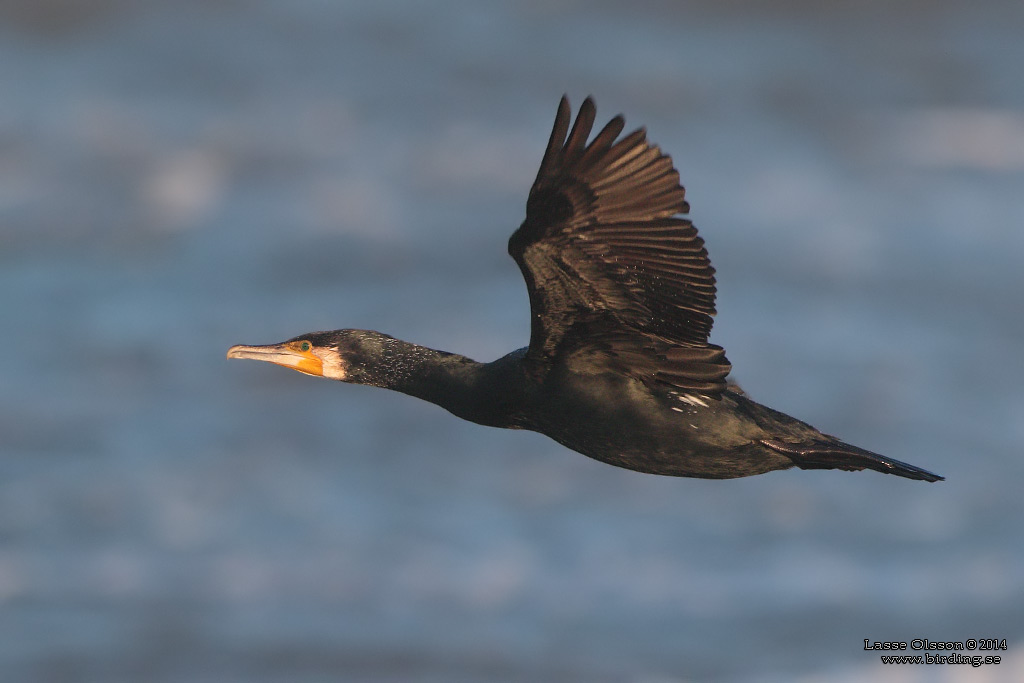 STORSKARV / GREAT CORMORANT (Phalacrocorax carbo) - Stng / Close