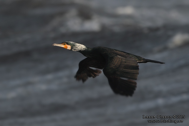 STORSKARV / GREAT CORMORANT (Phalacrocorax carbo) - stor bild / full size