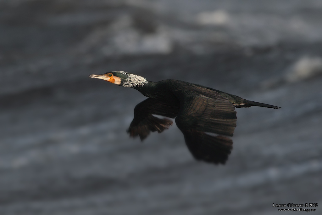 STORSKARV / GREAT CORMORANT (Phalacrocorax carbo) - Stng / Close