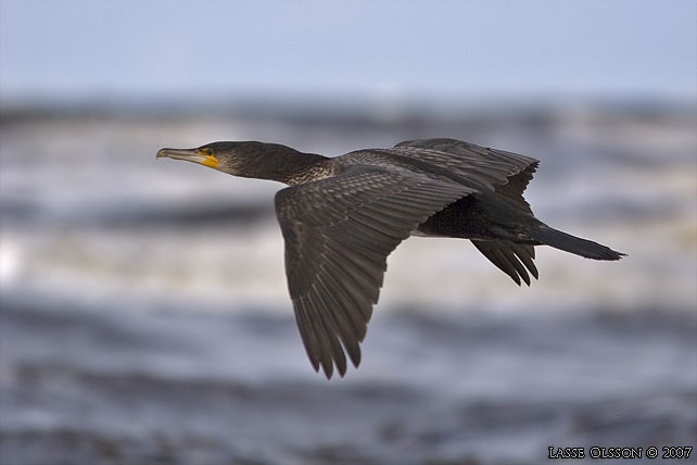 STORSKARV / GREAT CORMORANT (Phalacrocorax carbo) - stor bild / full size