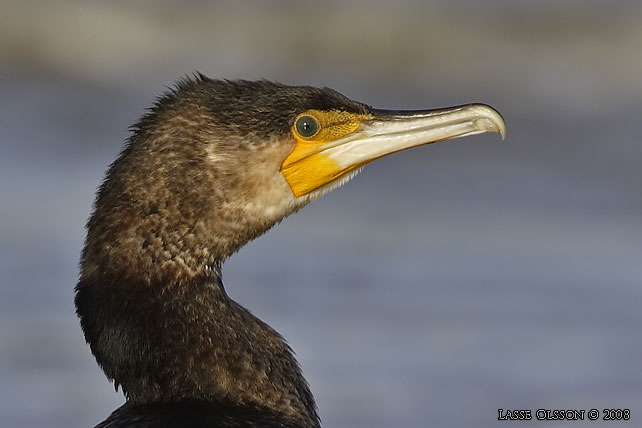 STORSKARV / GREAT CORMORANT (Phalacrocorax carbo) - stor bild / full size