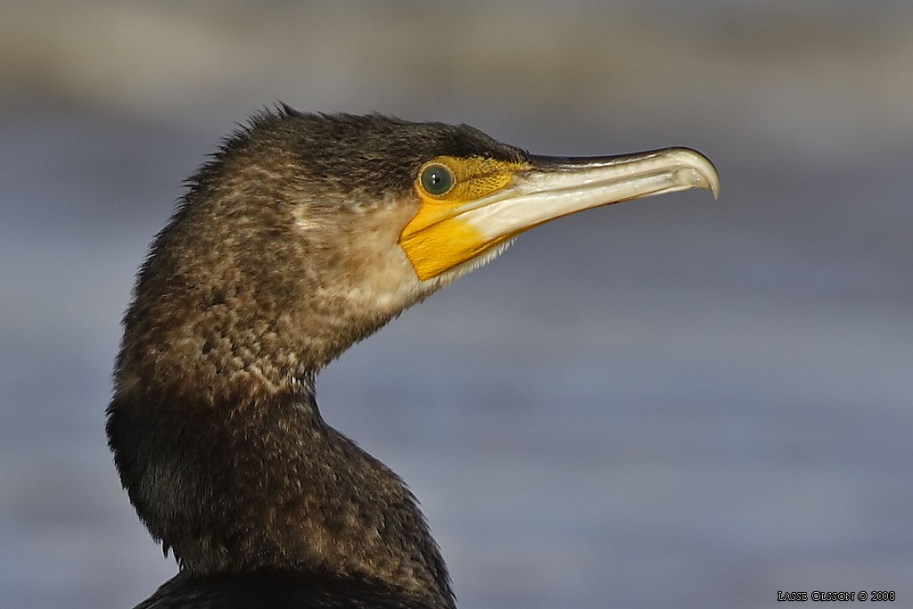 STORSKARV / GREAT CORMORANT (Phalacrocorax carbo) - Stng / Close