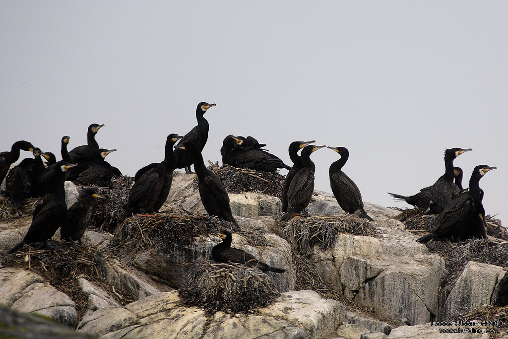 STORSKARV / GREAT CORMORANT (Phalacrocorax carbo) - Stng / Close