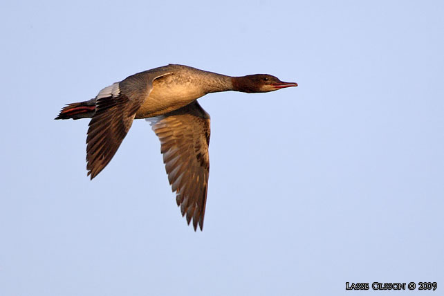 STORSKRAKE / COMMON MERGANSER (Mergus serrator) - stor bild / full size