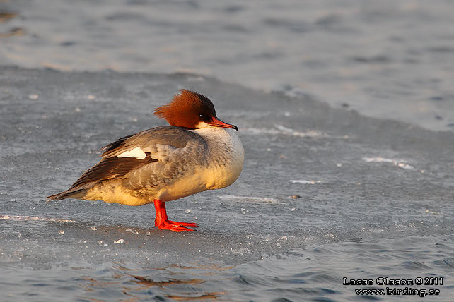 STORSKRAKE / COMMON MERGANSER (Mergus serrator) - stor bild / full size