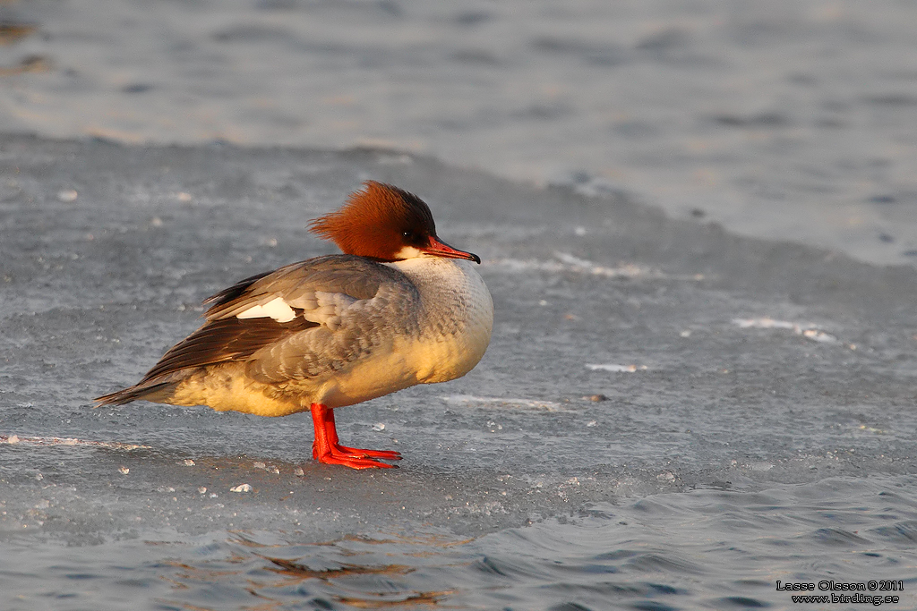 STORSKRAKE / COMMON MERGANSER (Mergus serrator) - Stng / Close