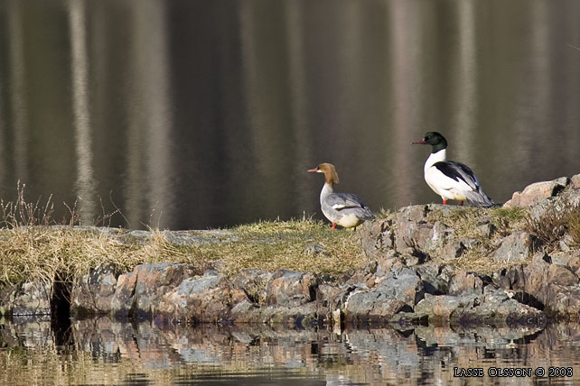 STORSKRAKE / COMMON MERGANSER (Mergus serrator) - stor bild / full size