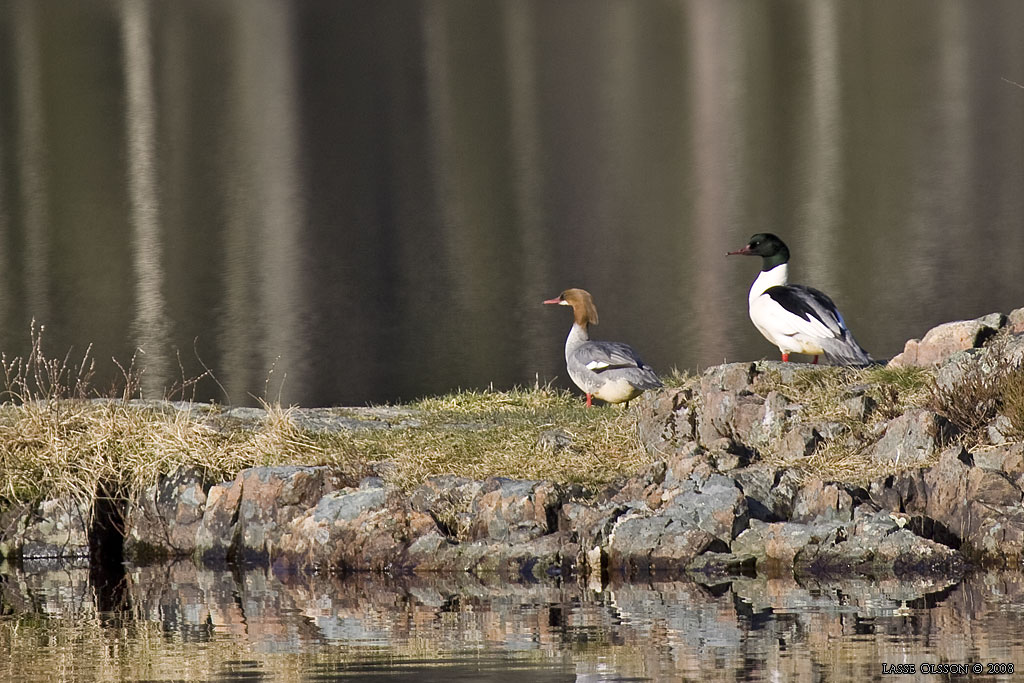 STORSKRAKE / COMMON MERGANSER (Mergus serrator) - Stng / Close